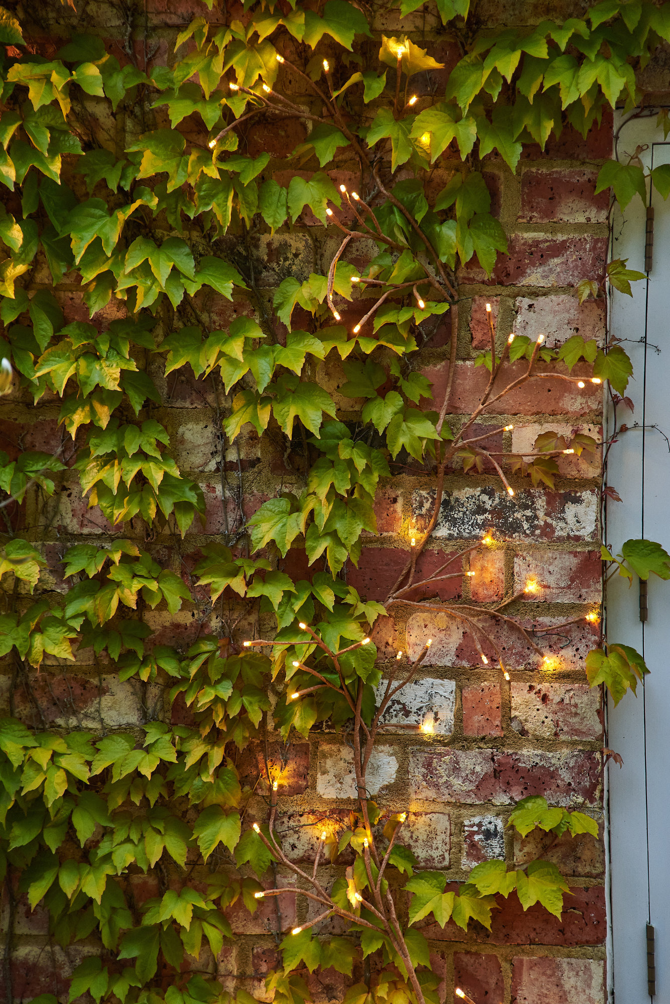 Solar Ivy - Image 3