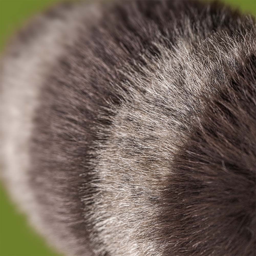 Jellycat Trixiwoo Raccoon - Image 3